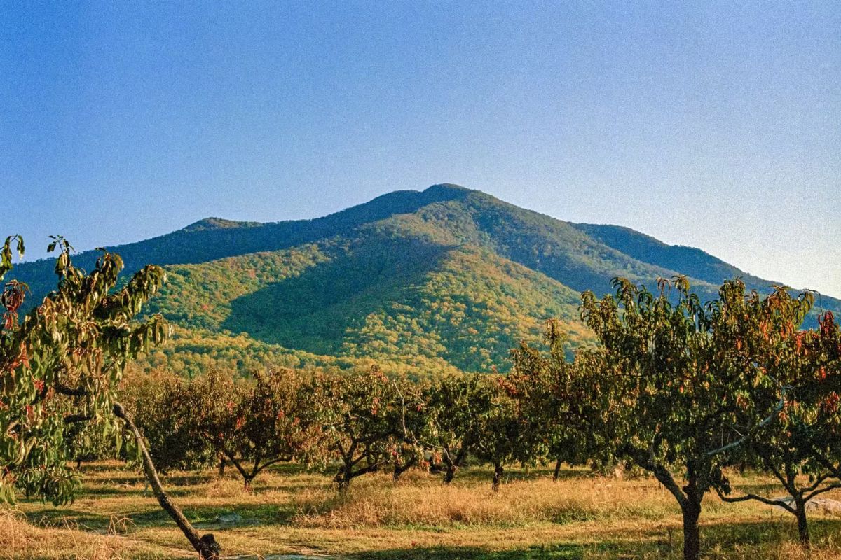 secrets-of-virginias-blue-ridge-orchards