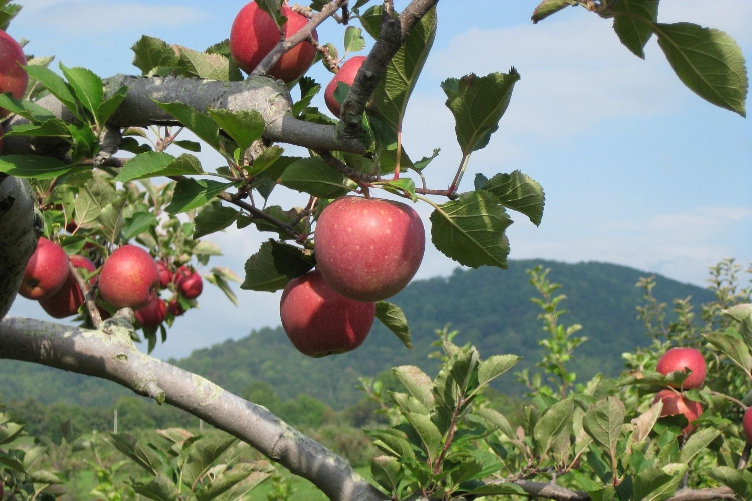 Secrets-Of-Virginia8217s-Historic-Apple-Orchards secrets-of-virginias-historic-apple-orchards