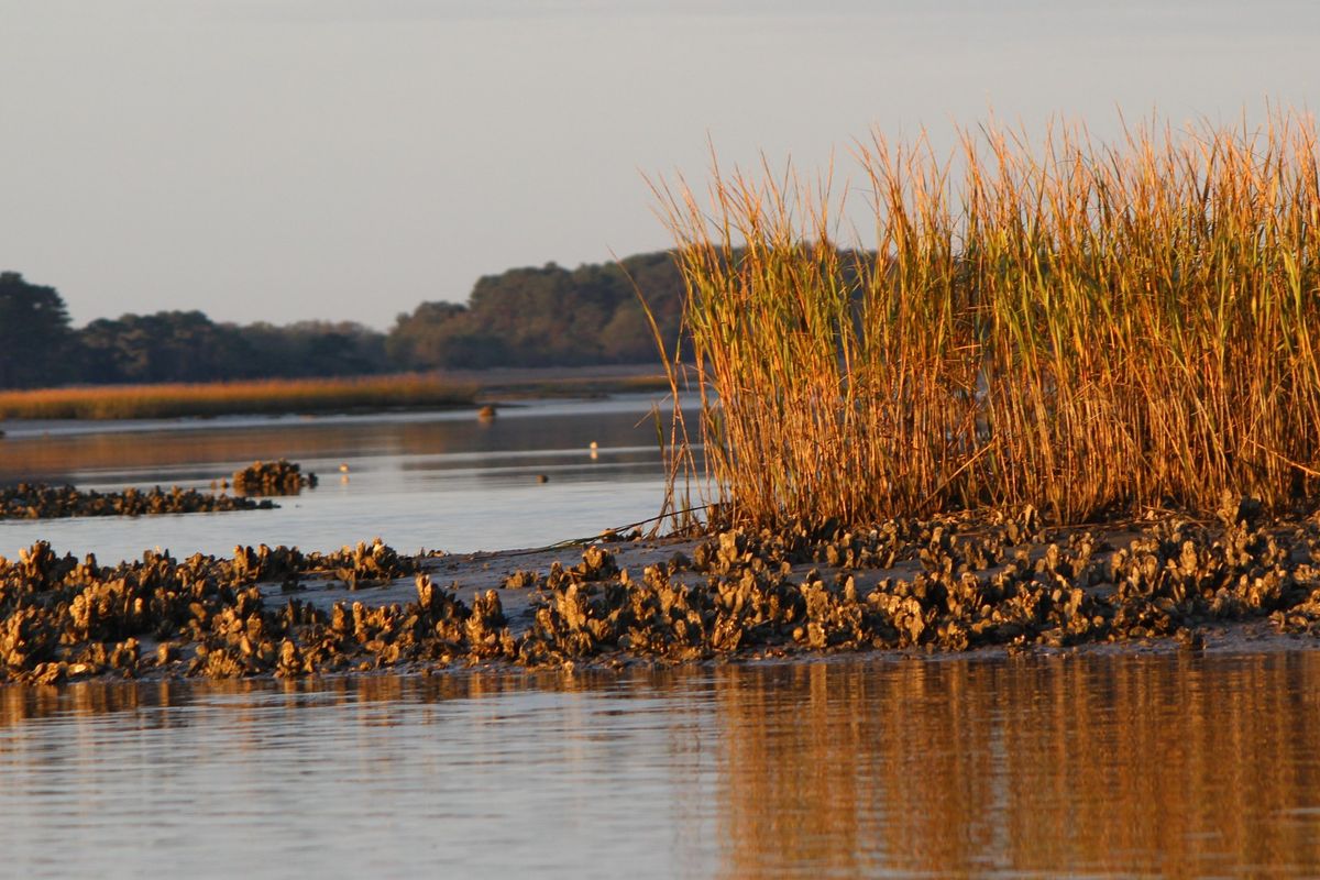 secrets-of-virginias-wreck-island-marshes