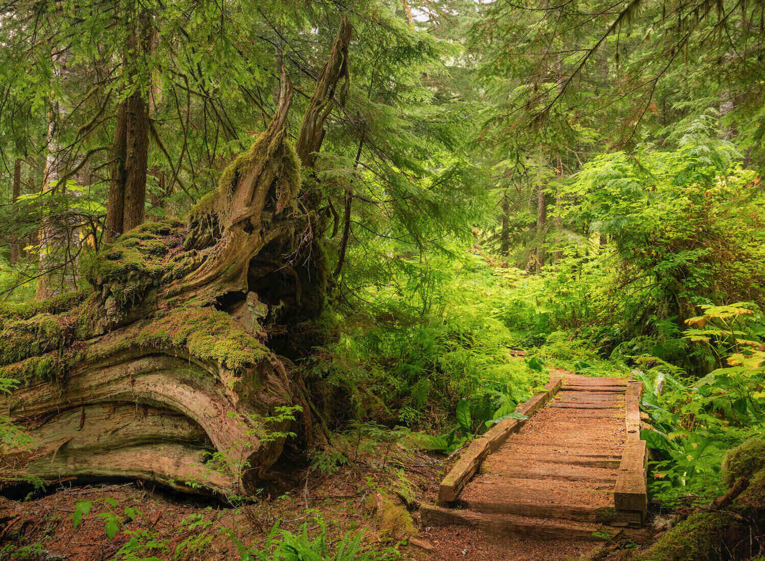 secrets-of-washingtons-boulder-river-forest-groves