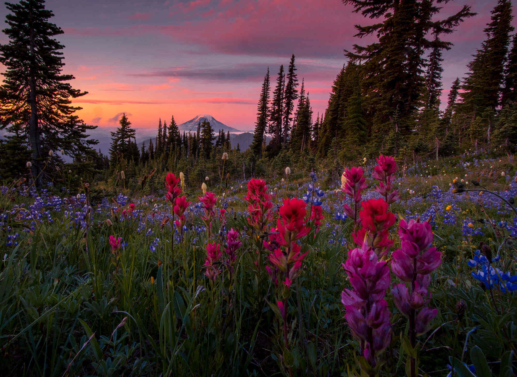 secrets-of-washingtons-gifford-pinchot-forest-groves