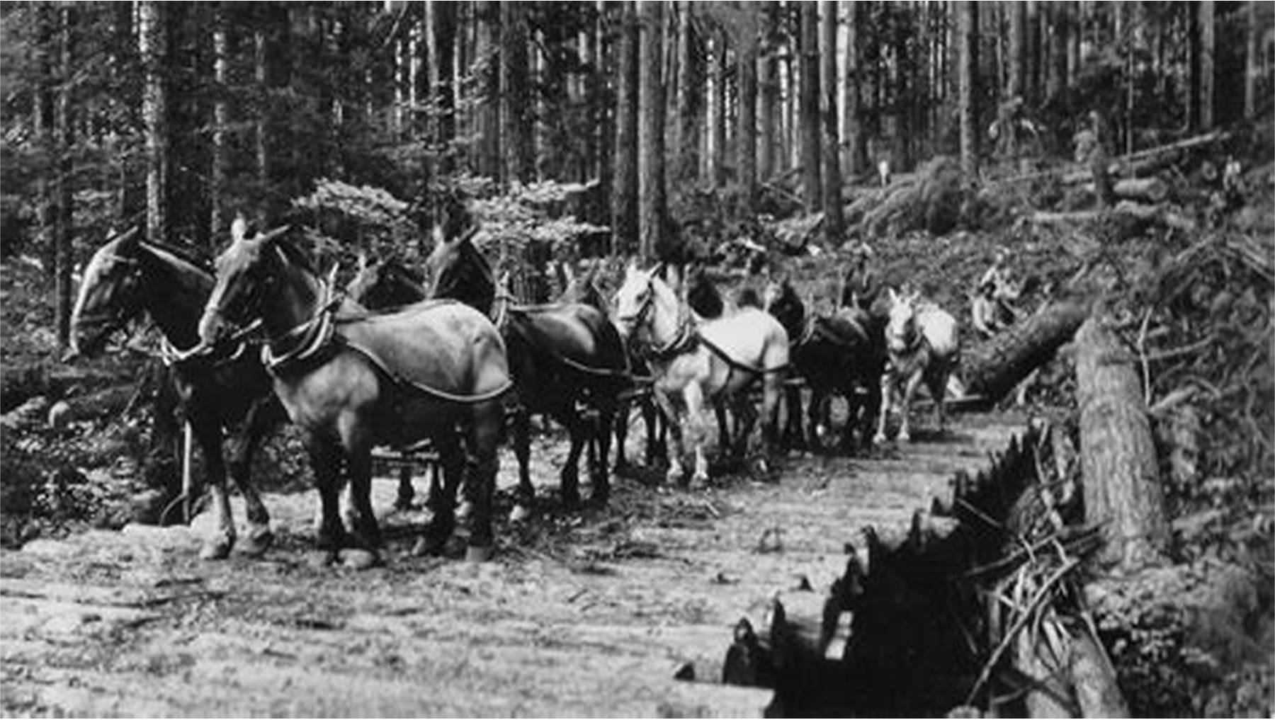 secrets-of-washingtons-grays-harbor-logging-boomtowns