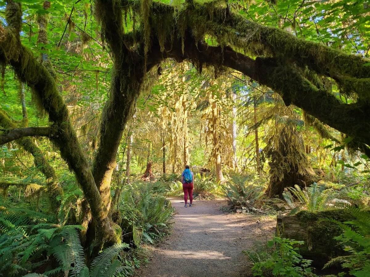 secrets-of-washingtons-hoh-rainforest-canopies