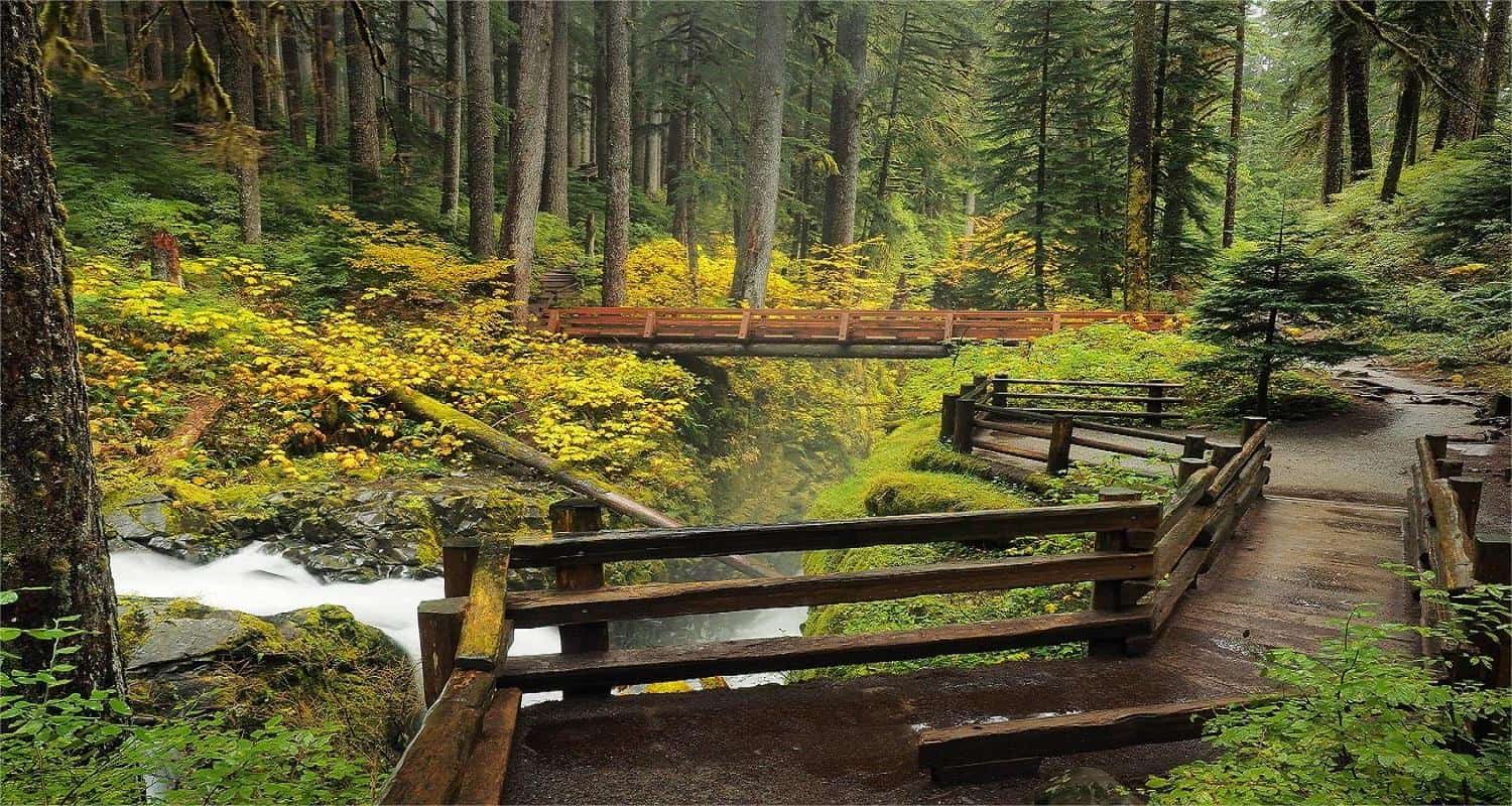 Secrets-Of-Washington8217s-Hoh-Rainforest-Lumber-Towns secrets-of-washingtons-hoh-rainforest-lumber-towns
