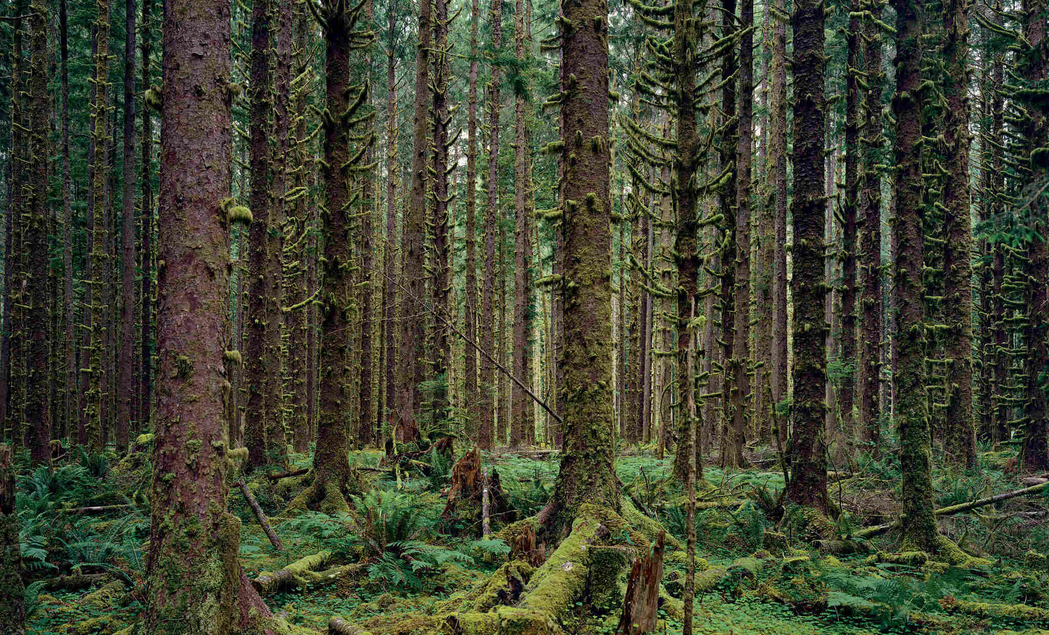 secrets-of-washingtons-hoh-valley-forests