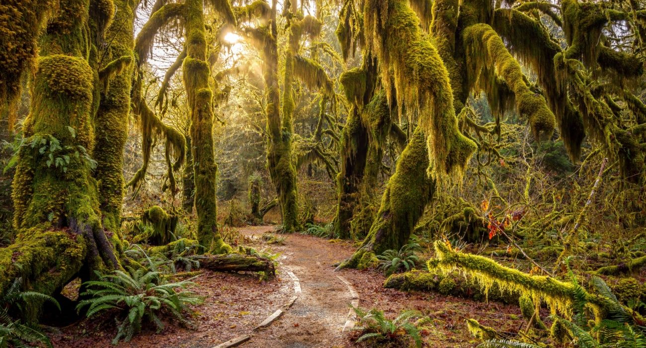 secrets-of-washingtons-mossy-coastal-forests