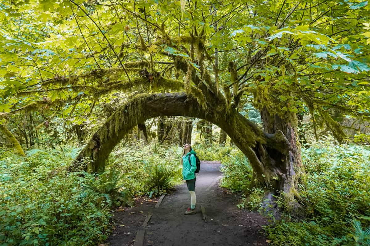 secrets-of-washingtons-olympic-national-park-moss-beds