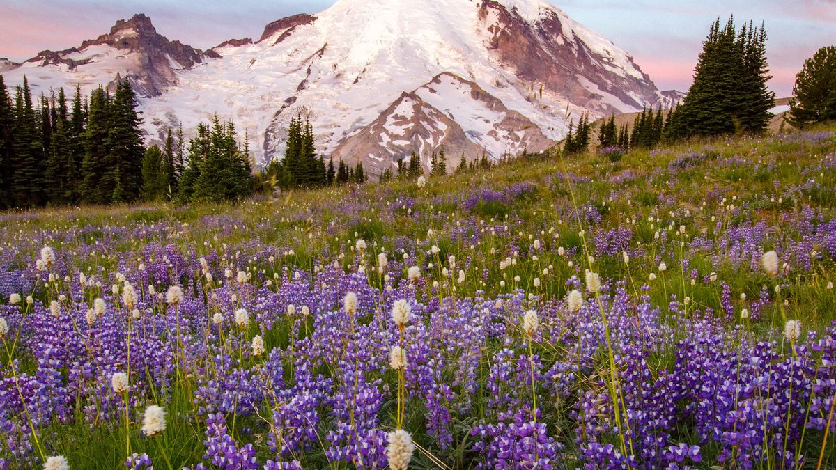 Secrets-Of-Washington8217s-Olympic-Peninsula-Wildflower-Fields secrets-of-washingtons-olympic-peninsula-wildflower-fields