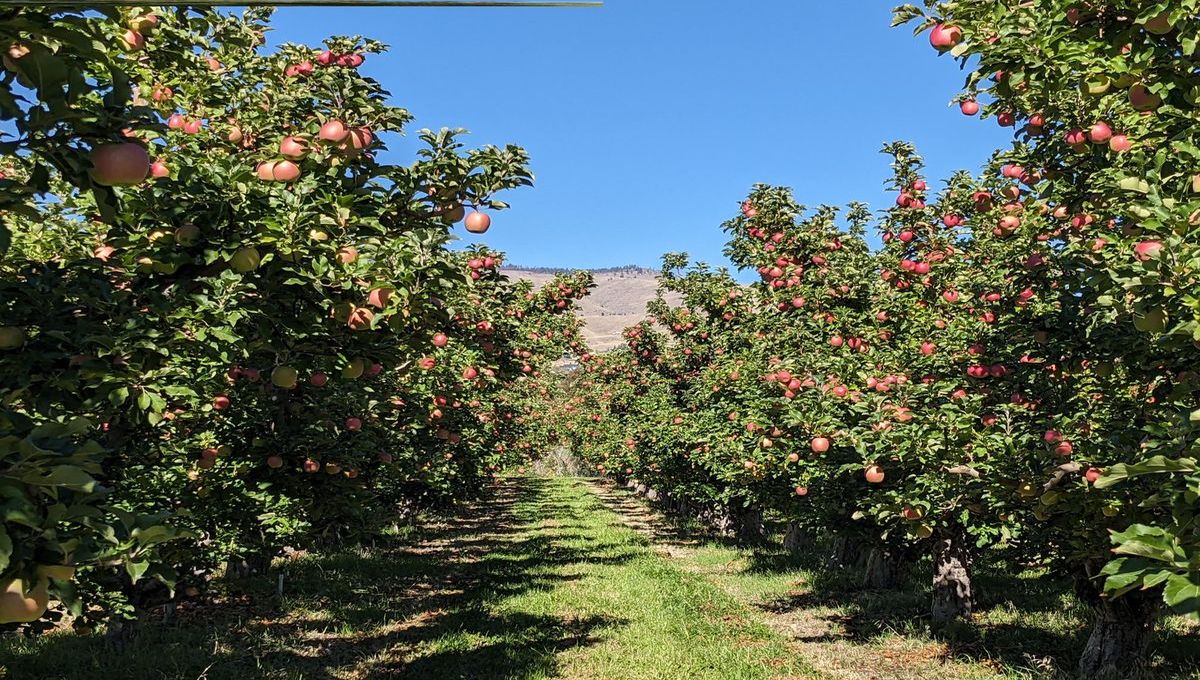 Secrets-Of-Washington8217s-Wenatchee-Valley-Apple-Orchards secrets-of-washingtons-wenatchee-valley-apple-orchards