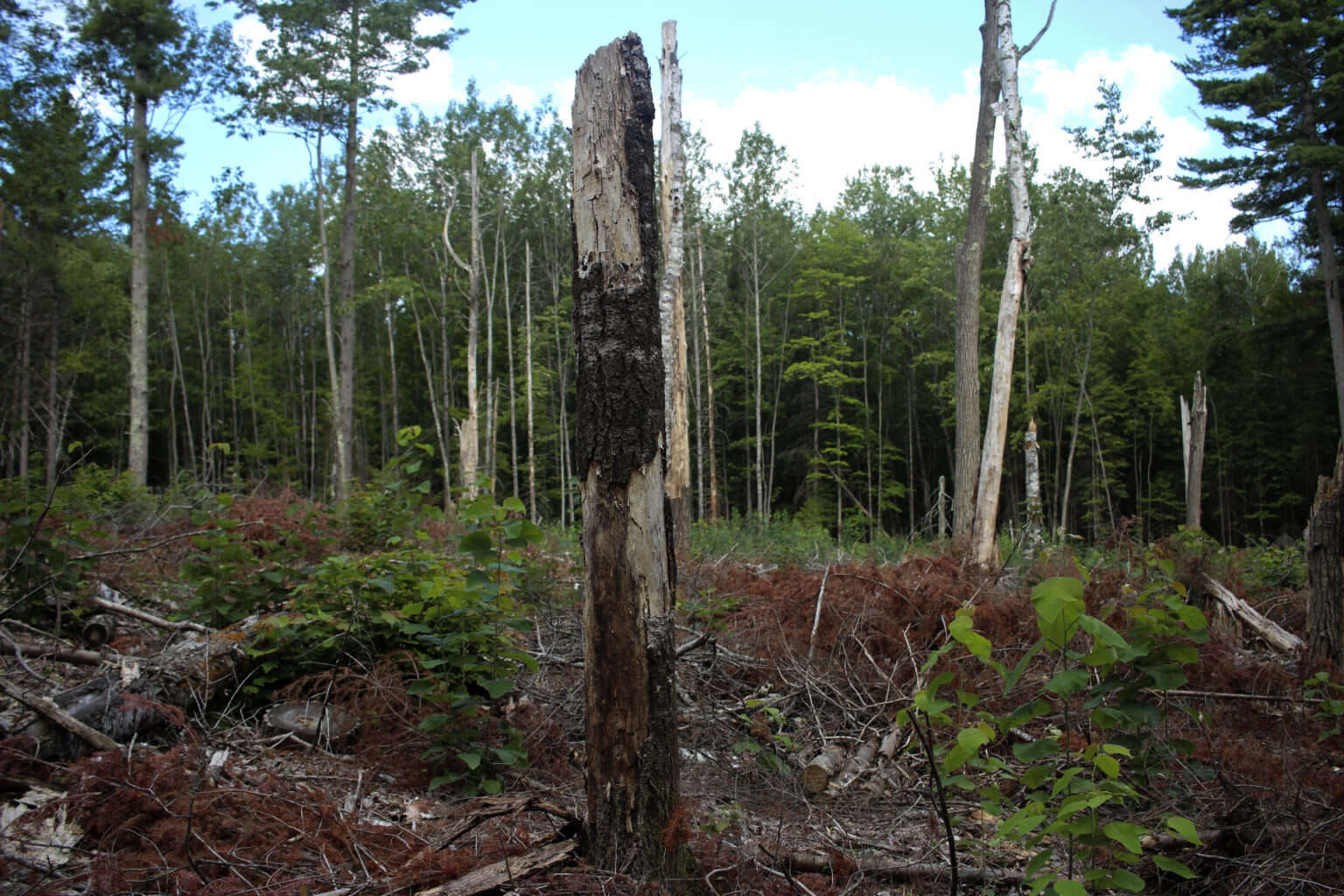 secrets-of-wisconsins-nicolet-forest-logging-camps