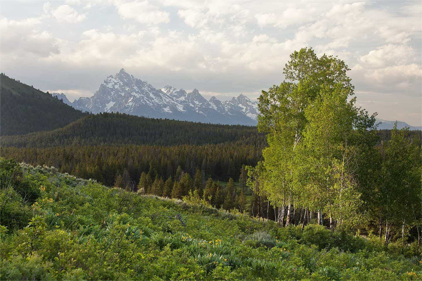 Secrets-Of-Wyoming8217s-Whispering-Aspen-Groves secrets-of-wyomings-whispering-aspen-groves