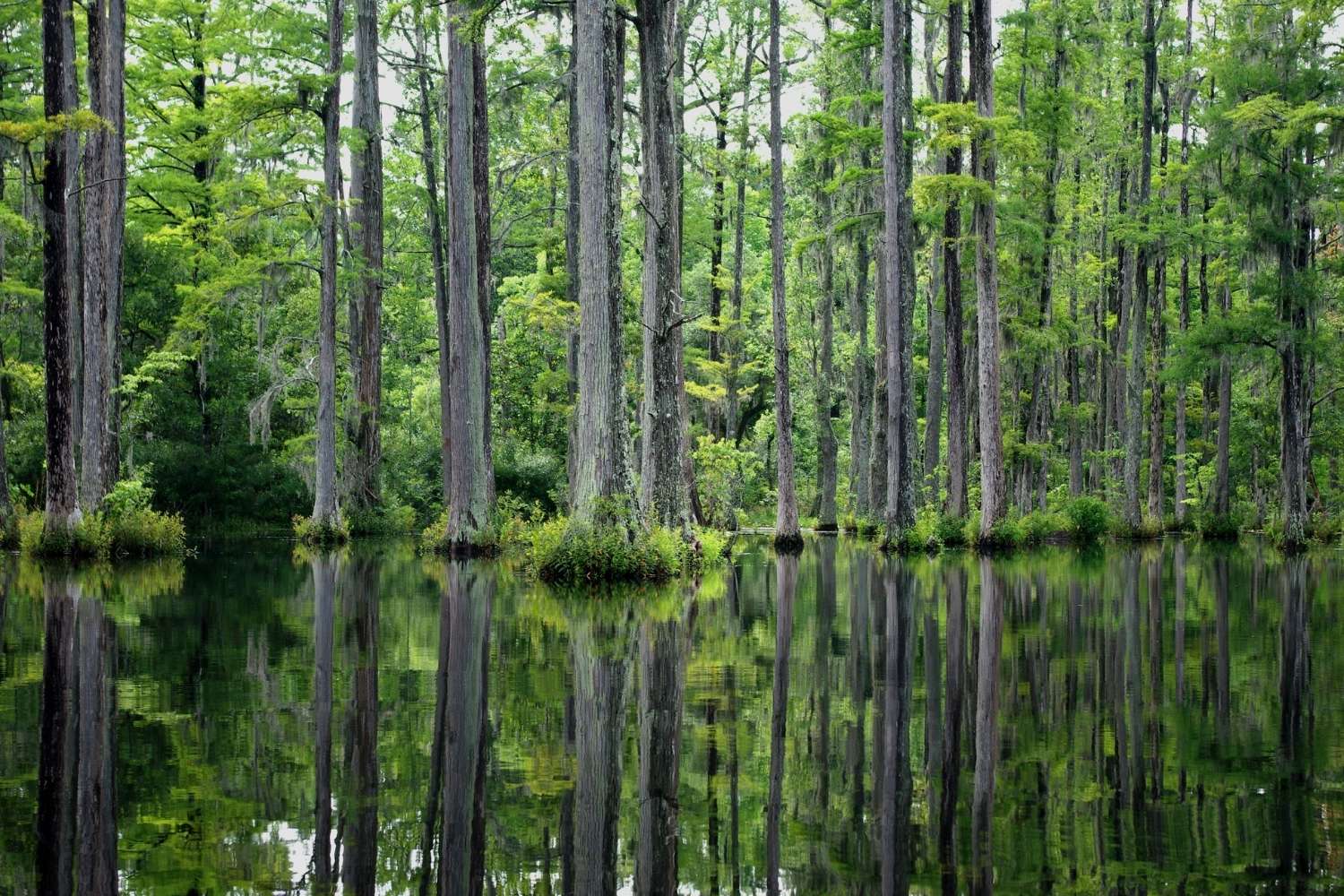 south-carolinas-secret-cypress-gardens-and-waterways