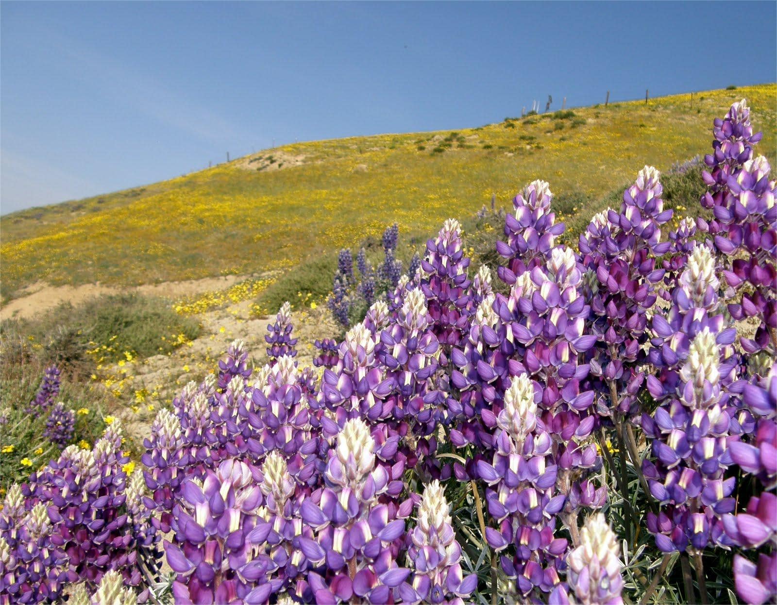 spring-wildflowers-of-californias-antelope-valley-await