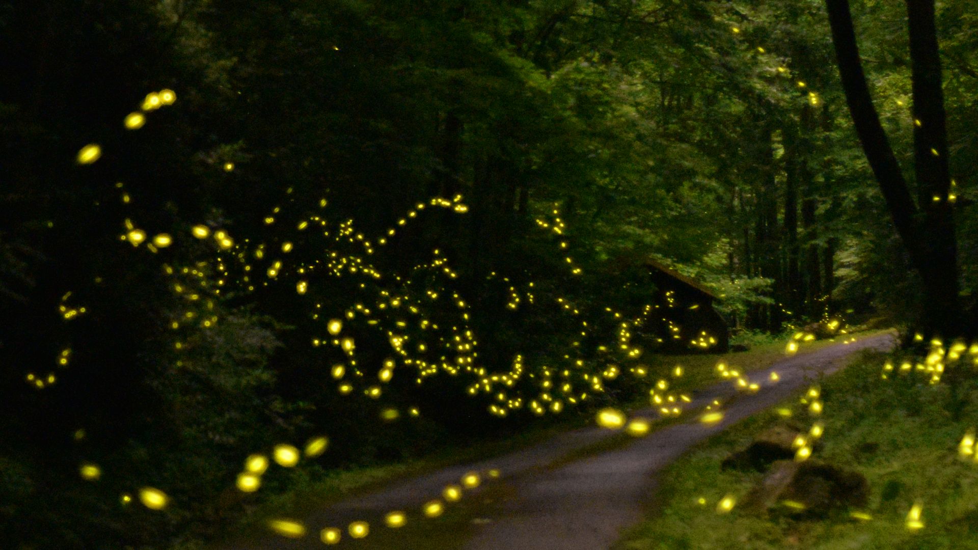 Tennessee8217s-Hidden-Firefly-Groves-And-Light-Shows tennessees-hidden-firefly-groves-and-light-shows