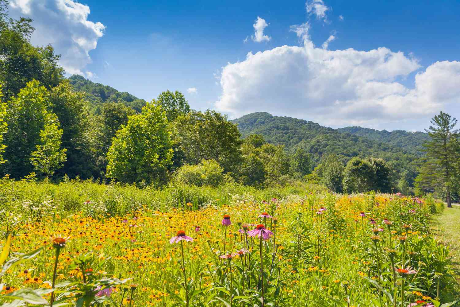 tennessees-hidden-mountain-meadows-and-secret-spots