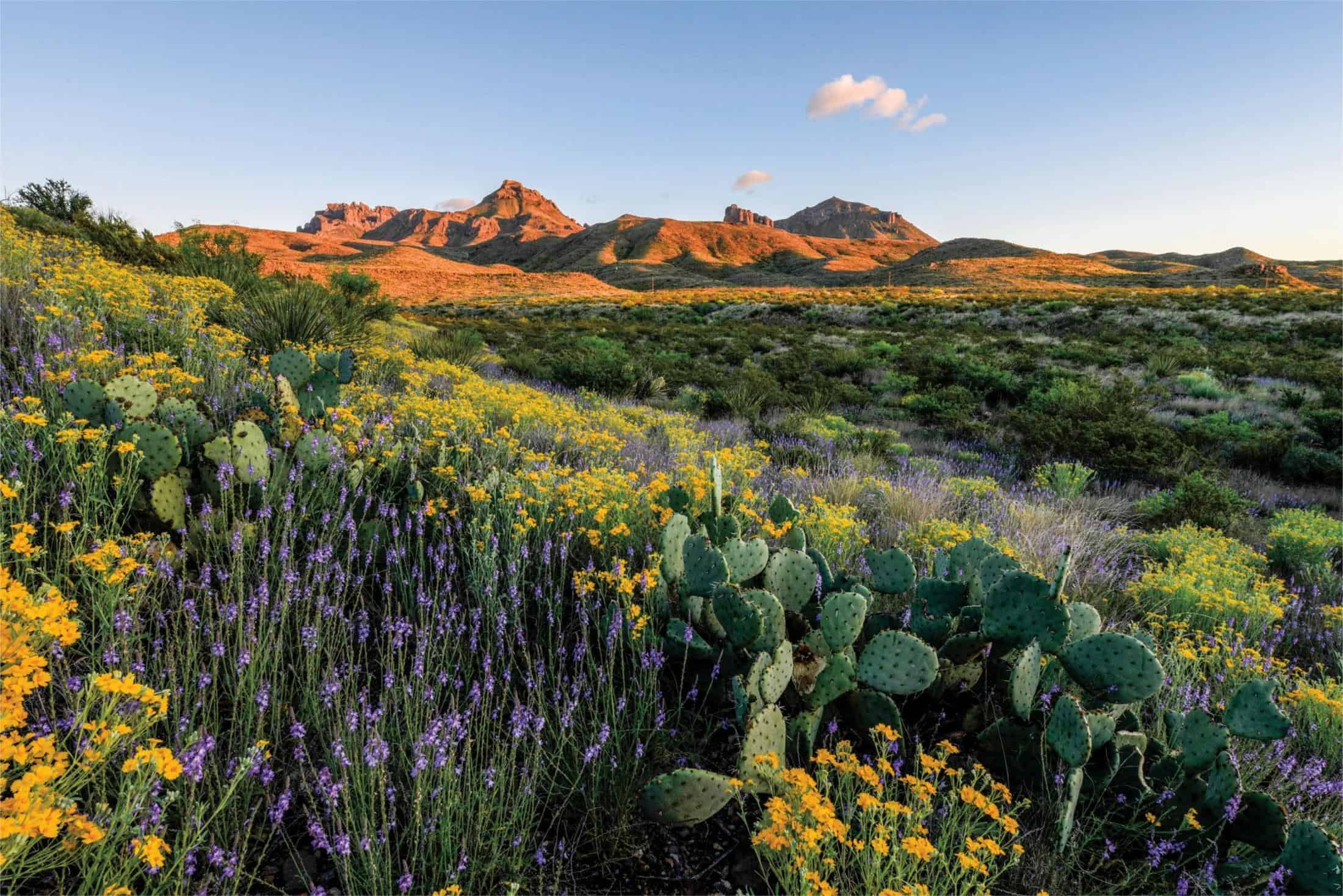 Texas-Big-Bend8217s-Wildflower-Surprises-In-Spring texas-big-bends-wildflower-surprises-in-spring