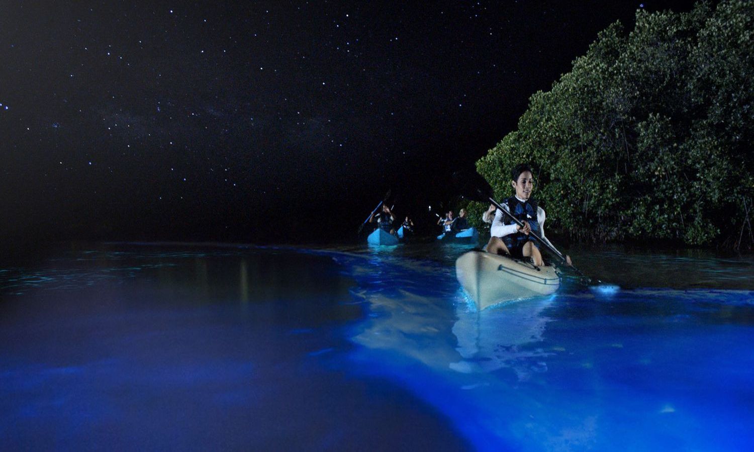 the-hidden-glow-of-vieques-bioluminescent-bays