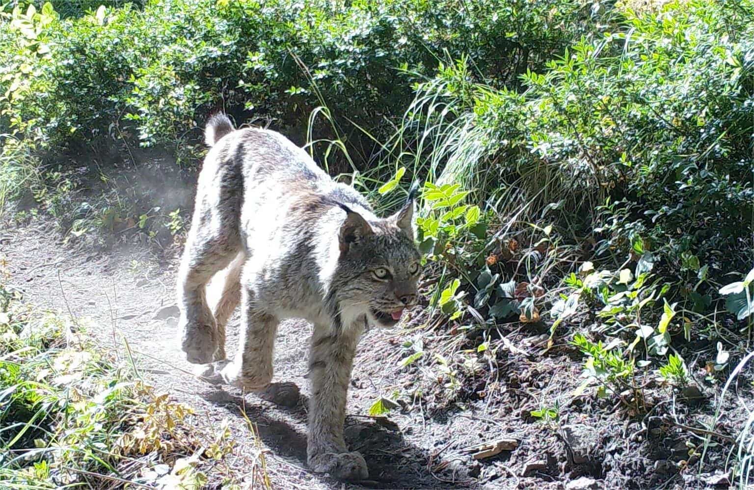 wildlife-tracking-adventures-in-washingtons-north-cascades