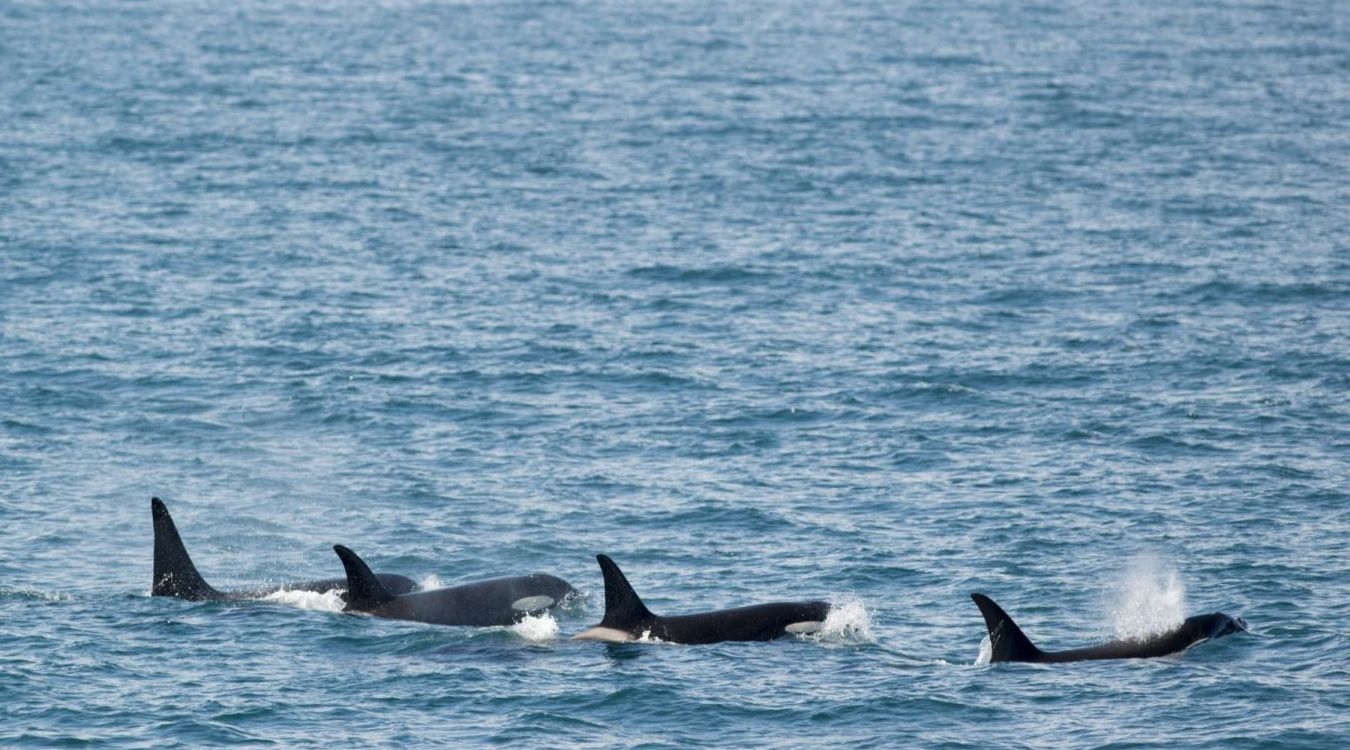 Alaska8217s-Resurrection-Bay-Whale-Migration-Secrets alaskas-resurrection-bay-whale-migration-secrets