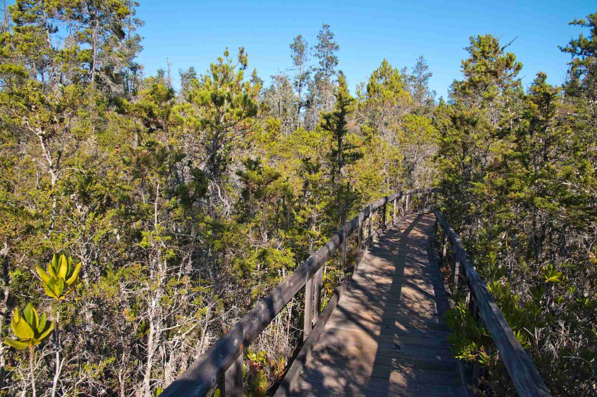 californias-pygmy-forest-ecological-staircase-revealed