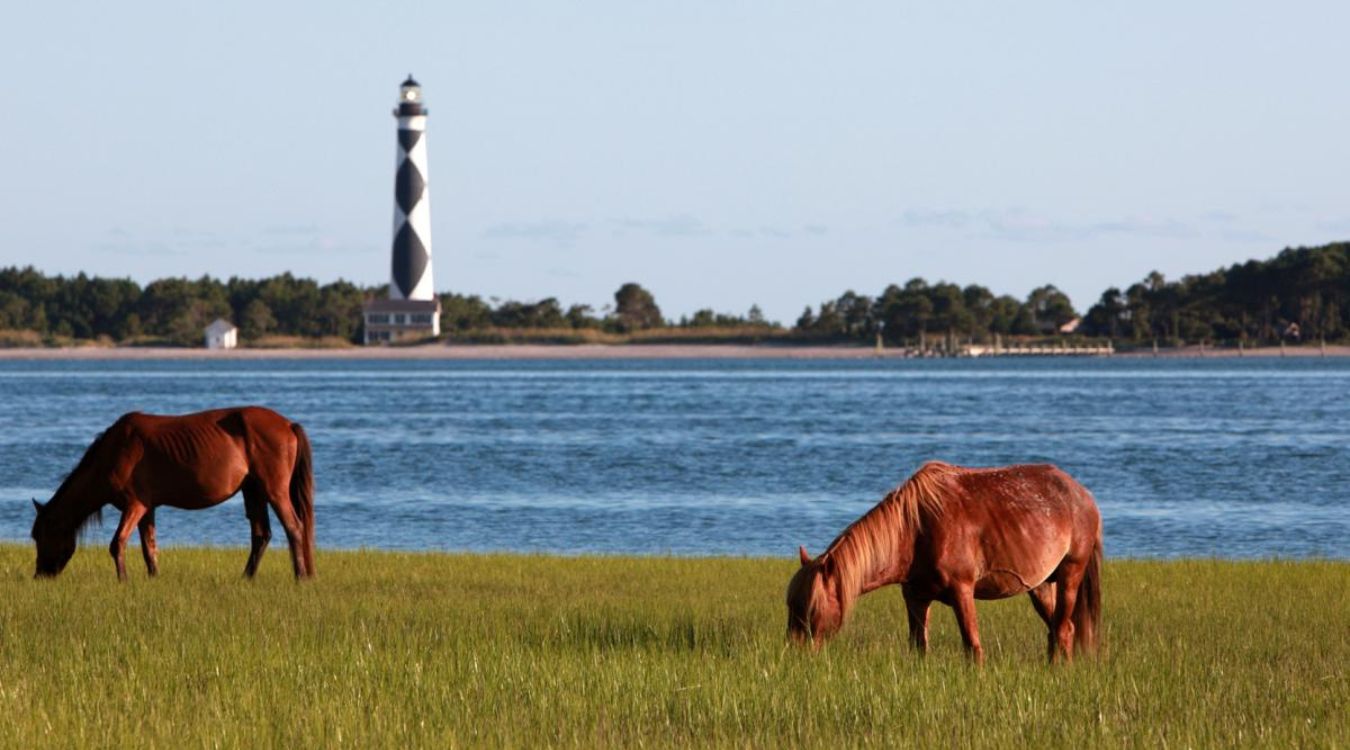 cape-lookout-national-seashore-horse-watching-secrets