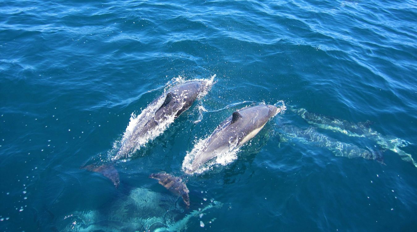 Curious-Dolphin-Encounters-On-Sanibel-Island8217s-Coasts curious-dolphin-encounters-on-sanibel-islands-coasts