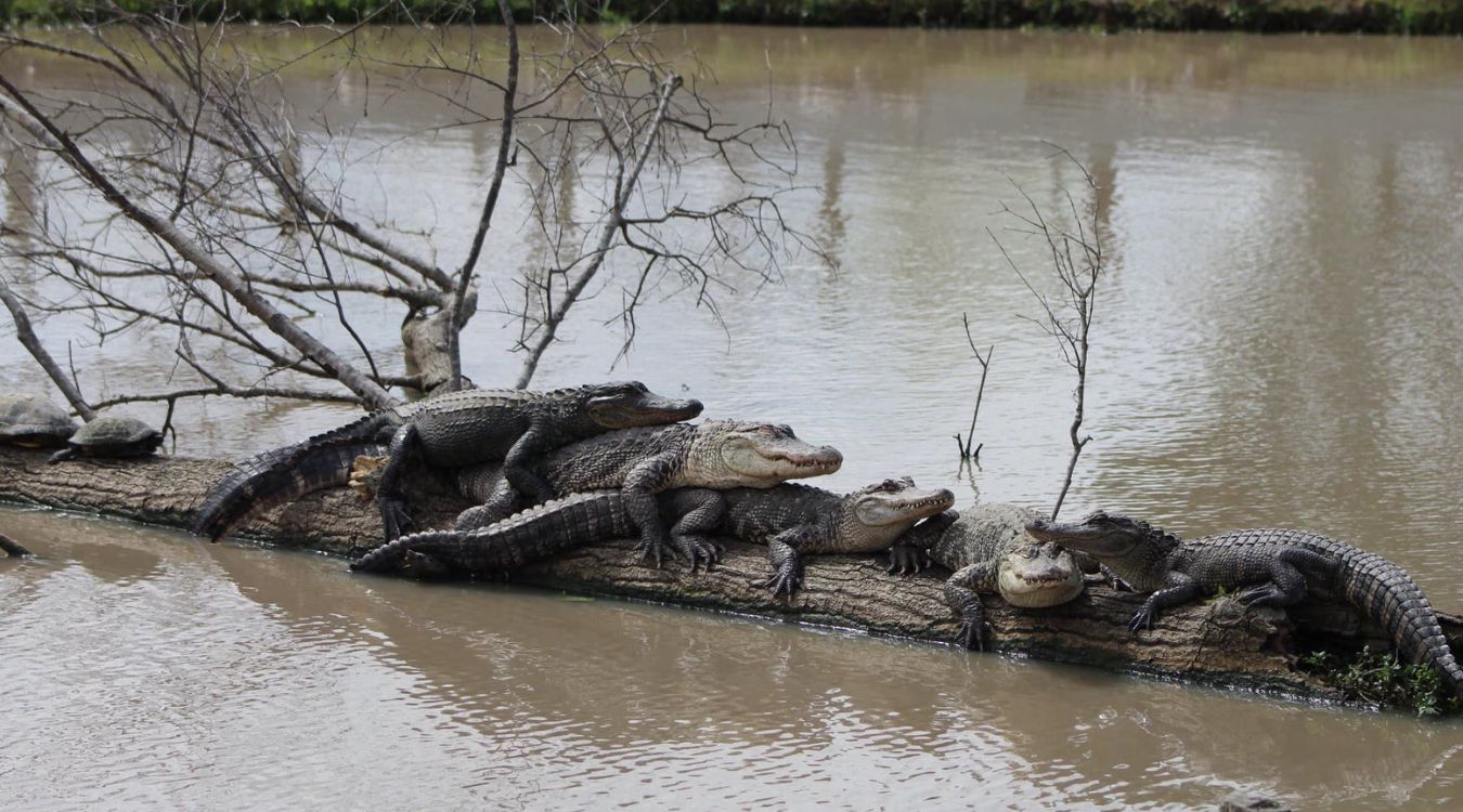 curious-facts-about-alligator-lake-in-texass-brazos-bend-state-park