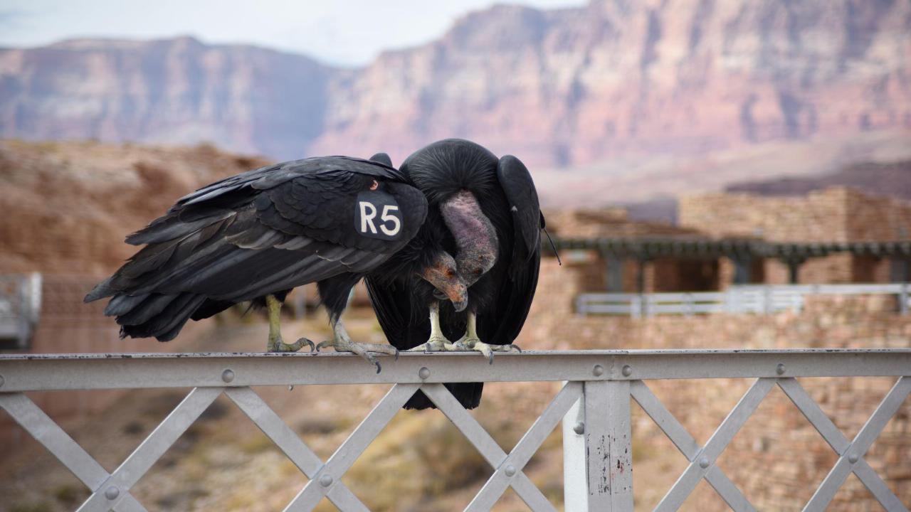 curious-facts-about-arizonas-marble-canyon-condor-release-site