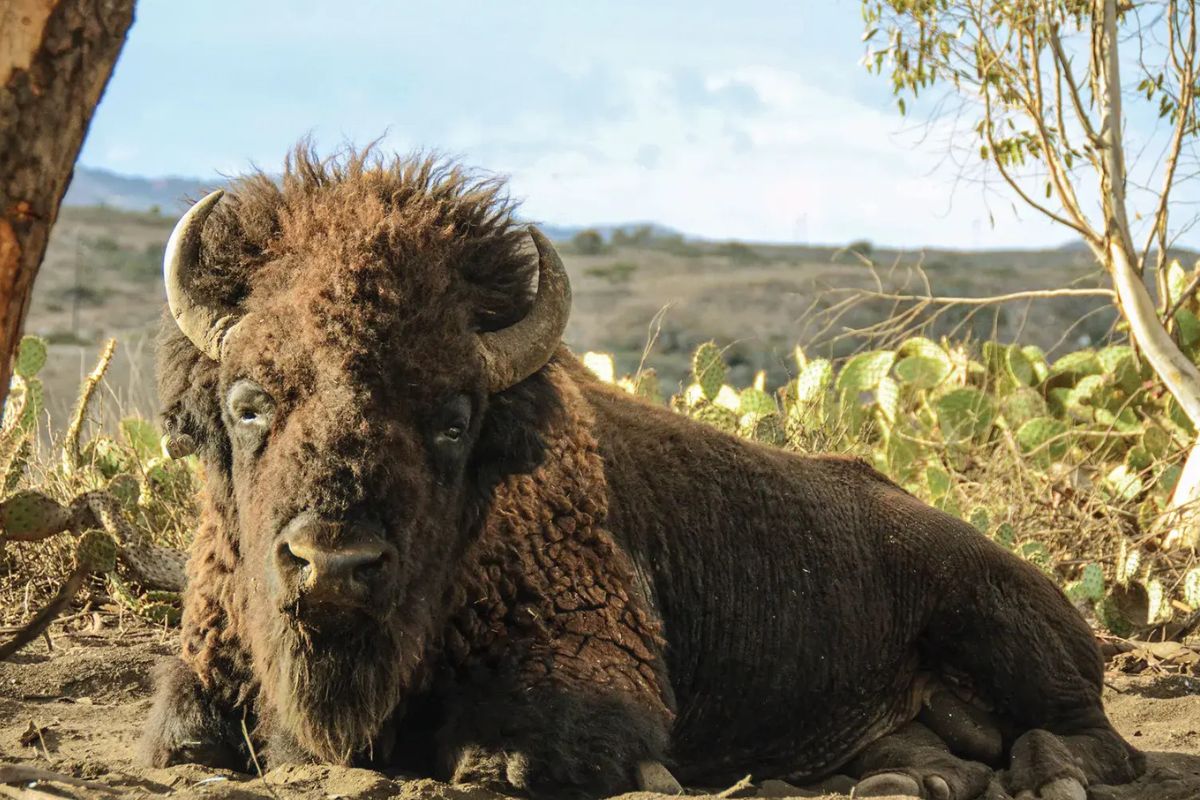 curious-facts-about-catalina-islands-buffalo-herds