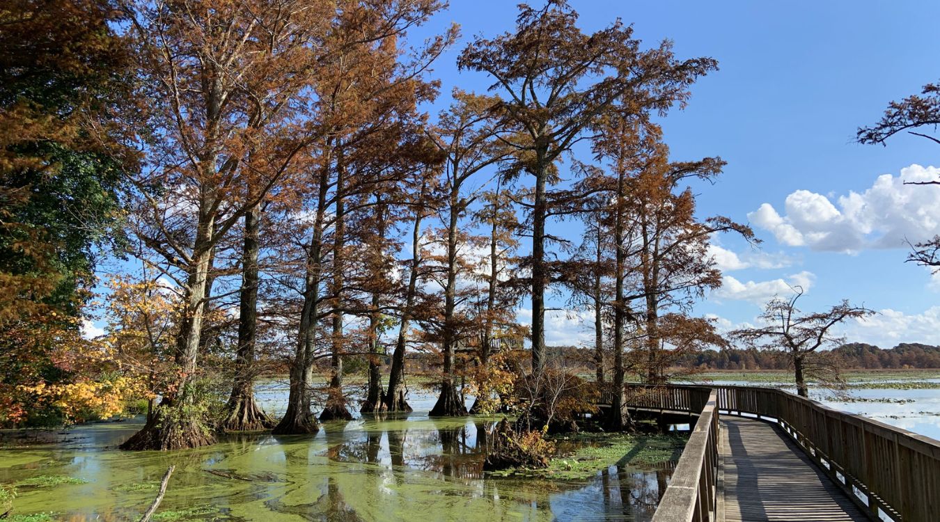 curious-facts-about-tennessees-reelfoot-lake-bald-cypress-trees