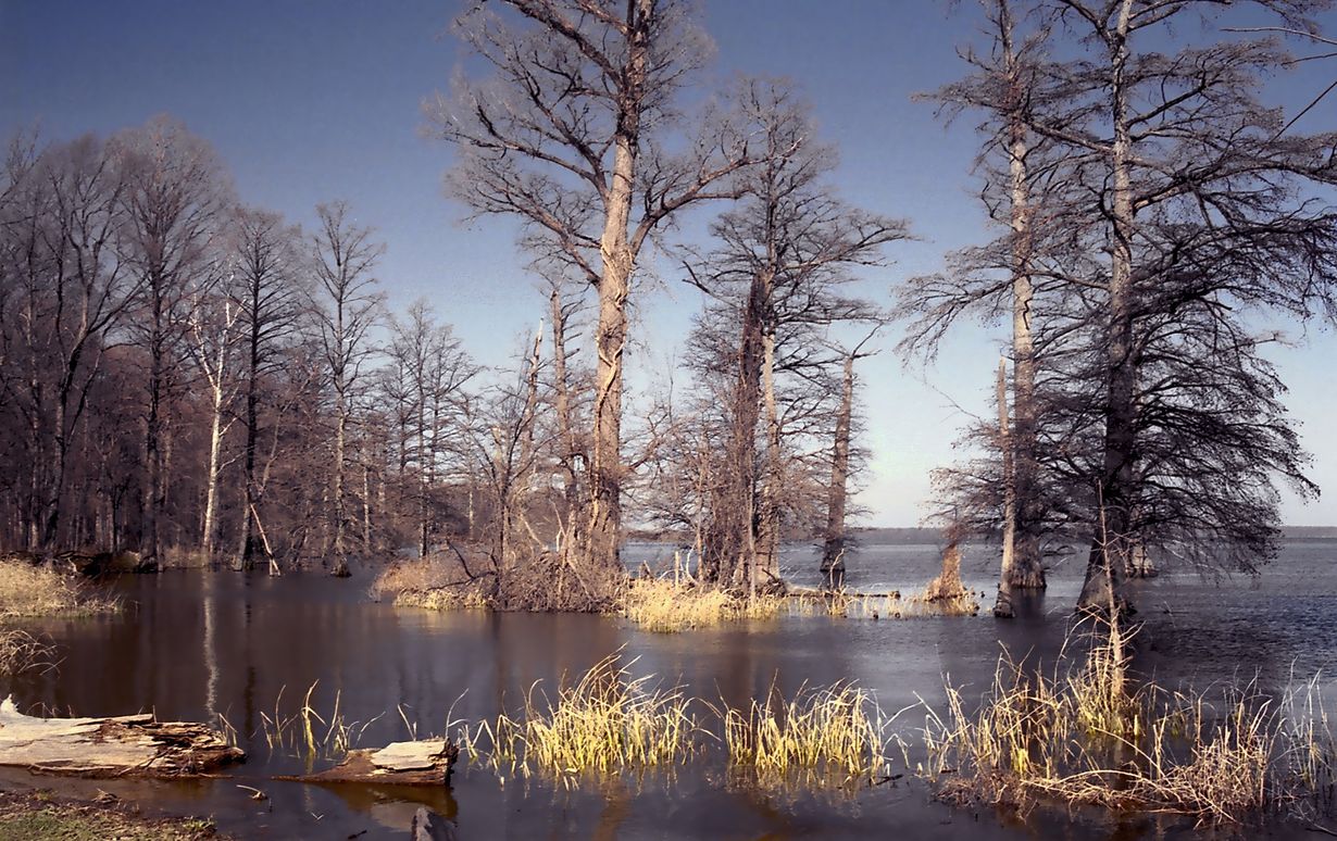 curious-facts-about-tennessees-reelfoot-lake-cypress-trees