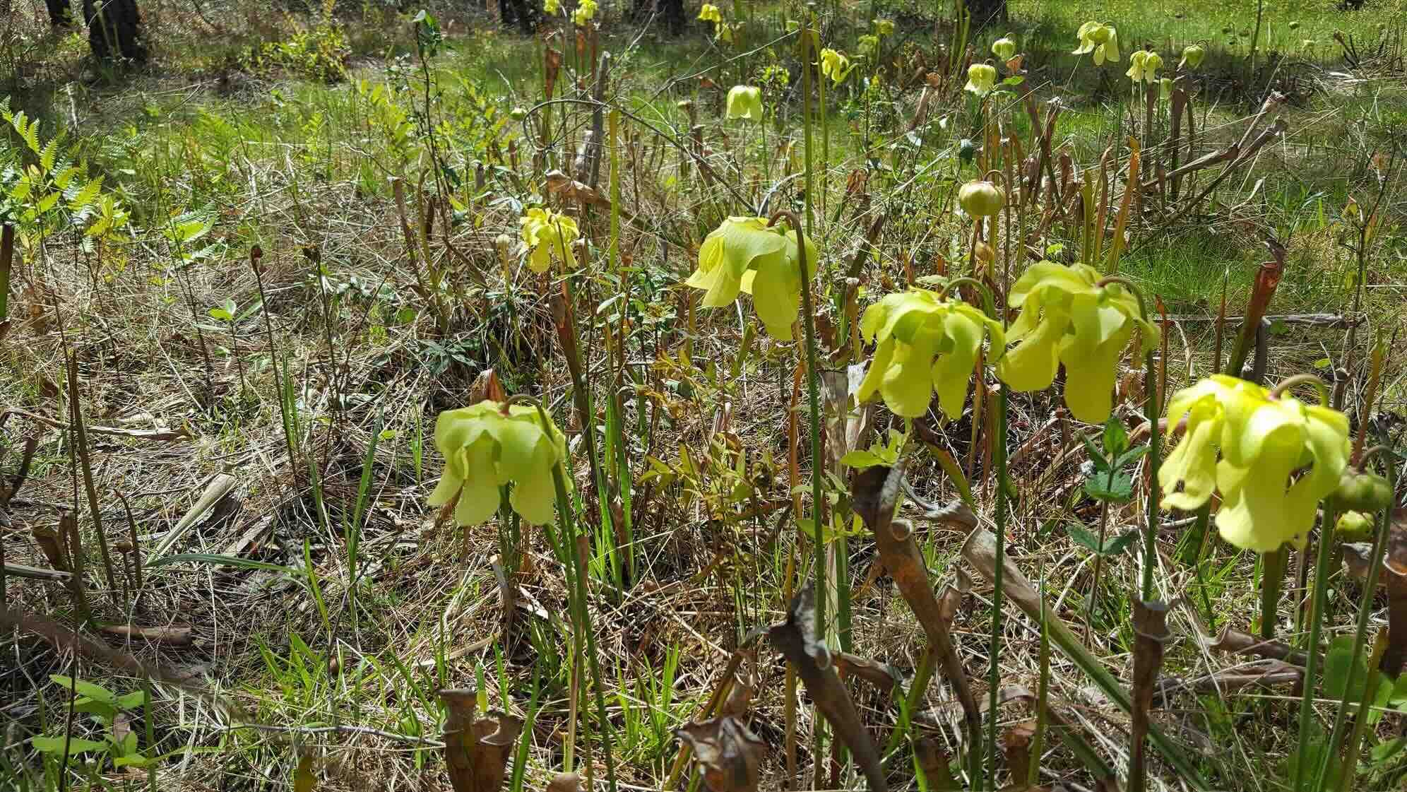 curious-facts-about-texass-big-thicket-carnivorous-plant-bogs