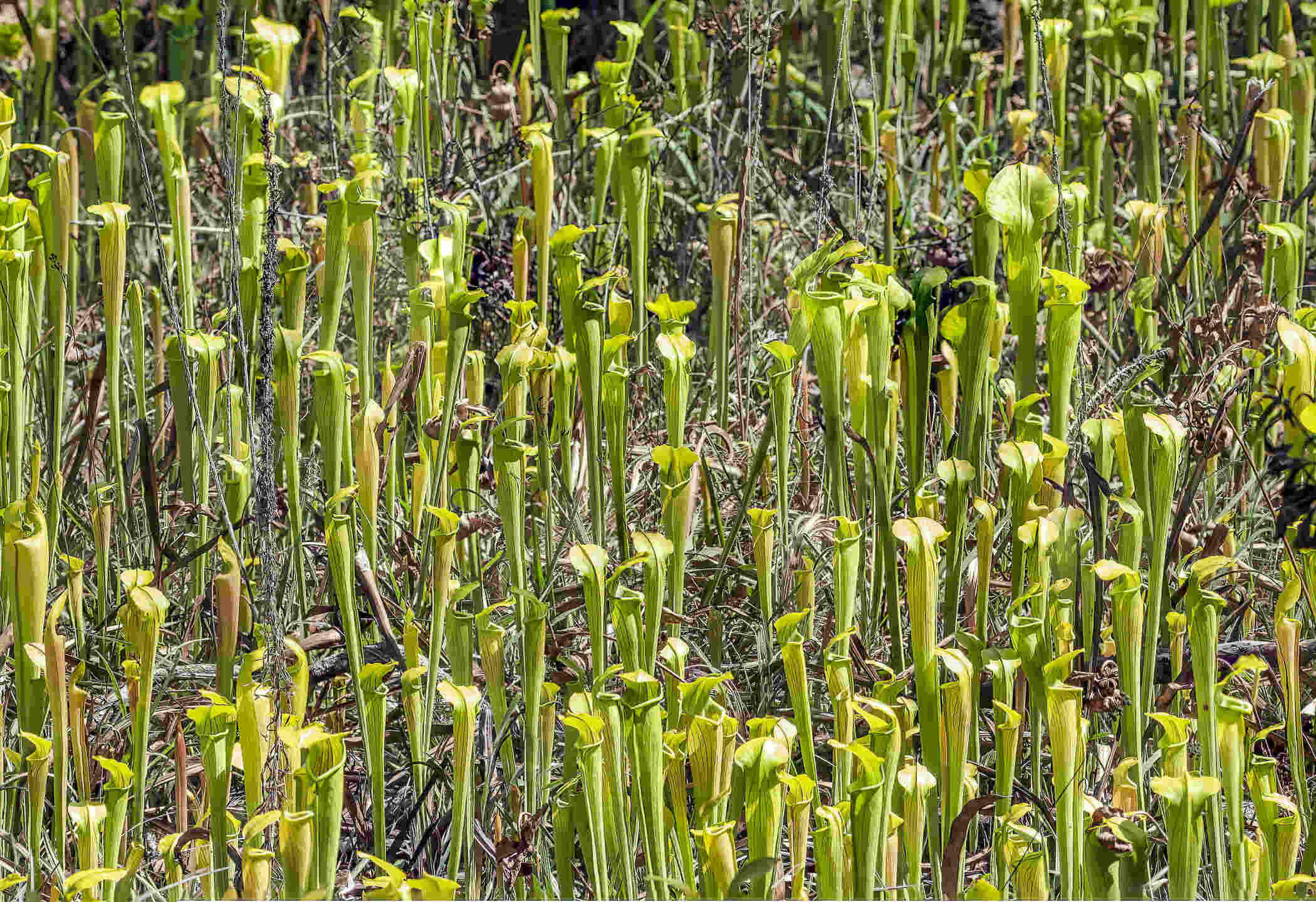 curious-facts-about-texass-big-thicket-pitcher-plant-bogs