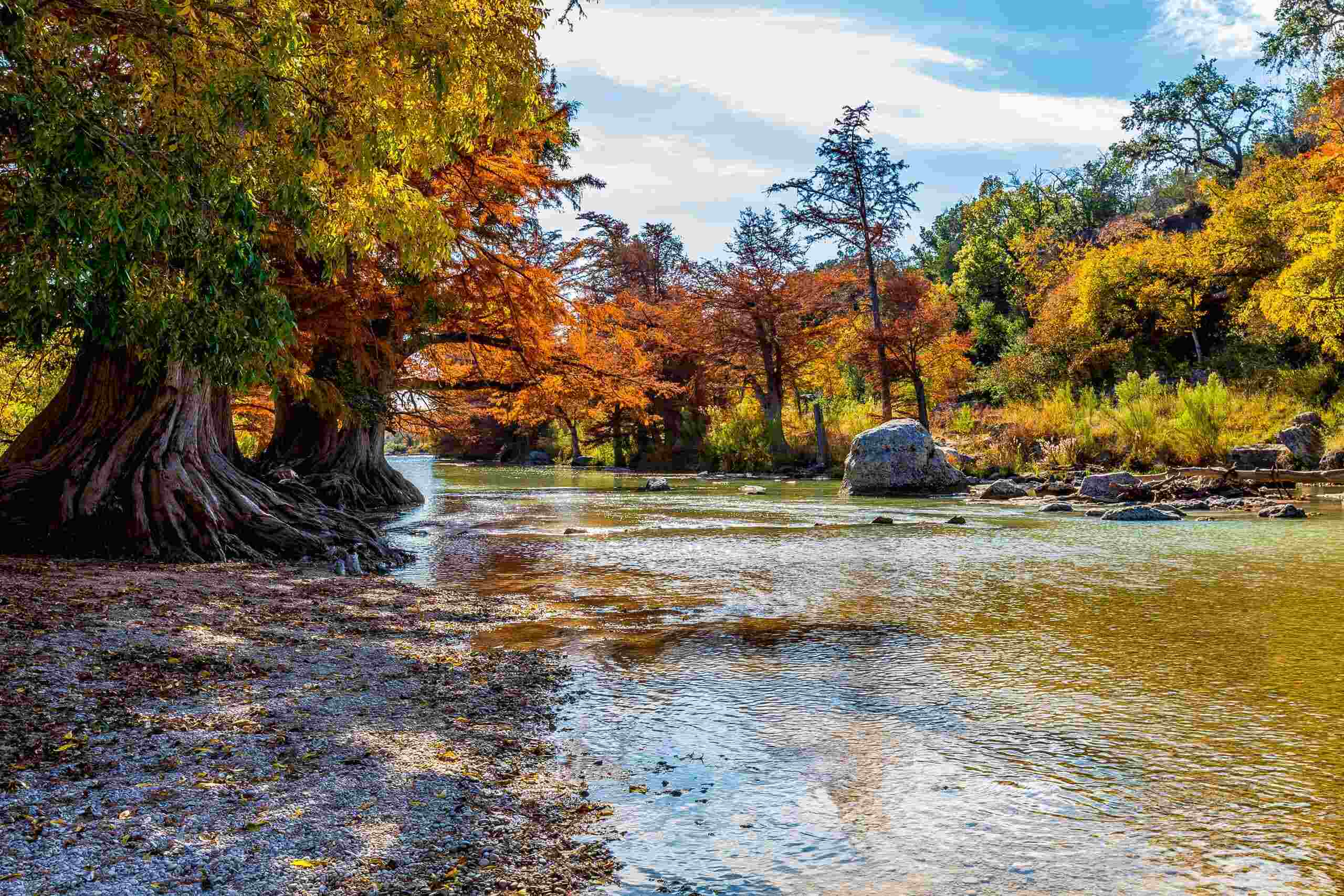 curious-facts-about-texass-guadalupe-river-cypress-knees