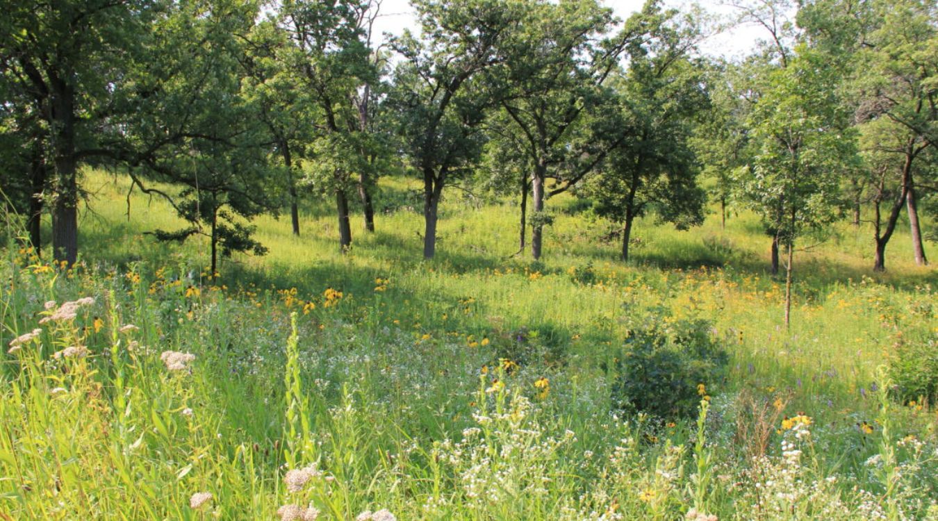 Curious-Findings-In-Illinois8217s-Nachusa-Oak-Savanna-Restoration curious-findings-in-illinoiss-nachusa-oak-savanna-restoration