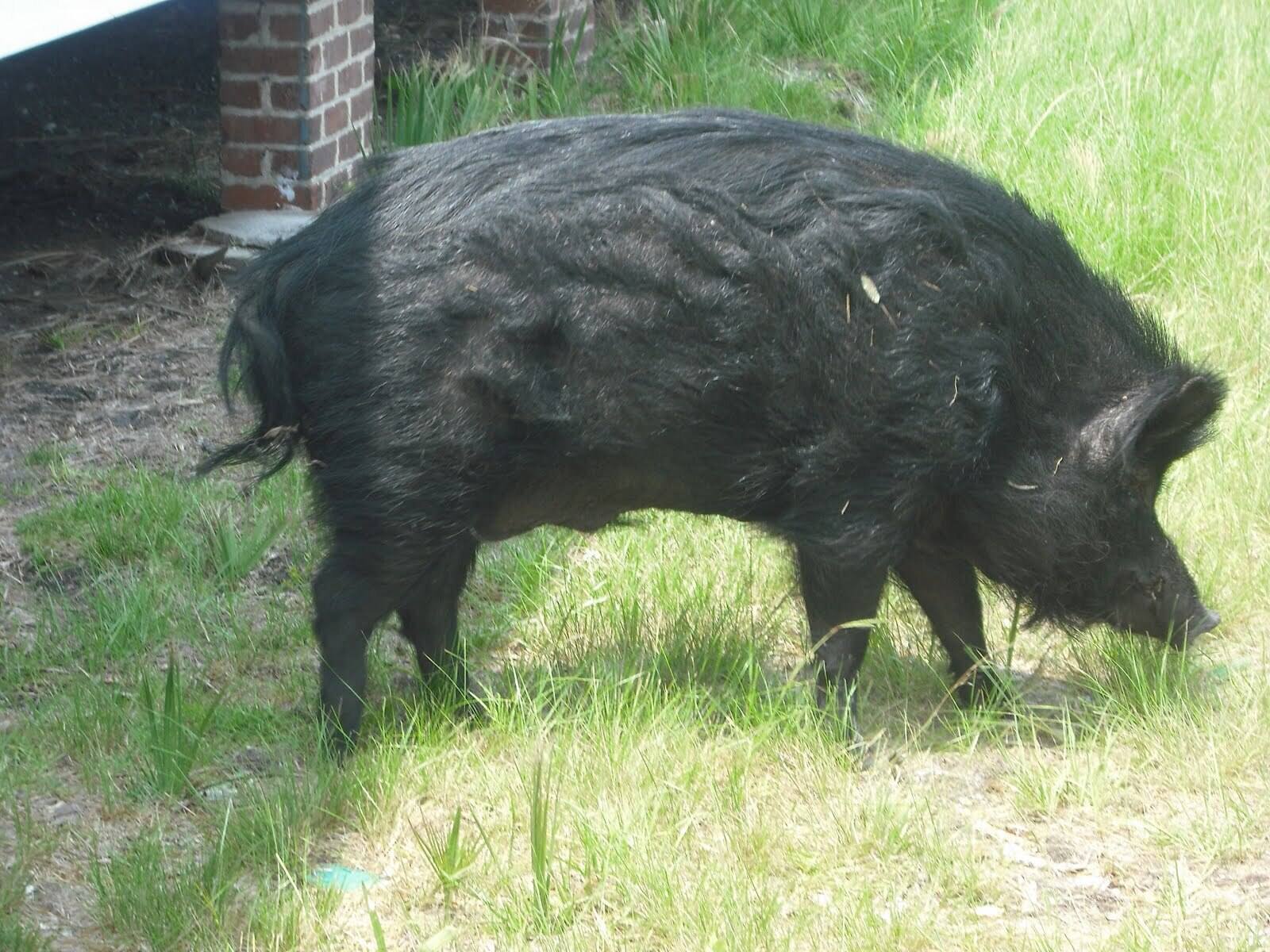 curious-trails-of-georgias-ossabaw-island-wild-boar