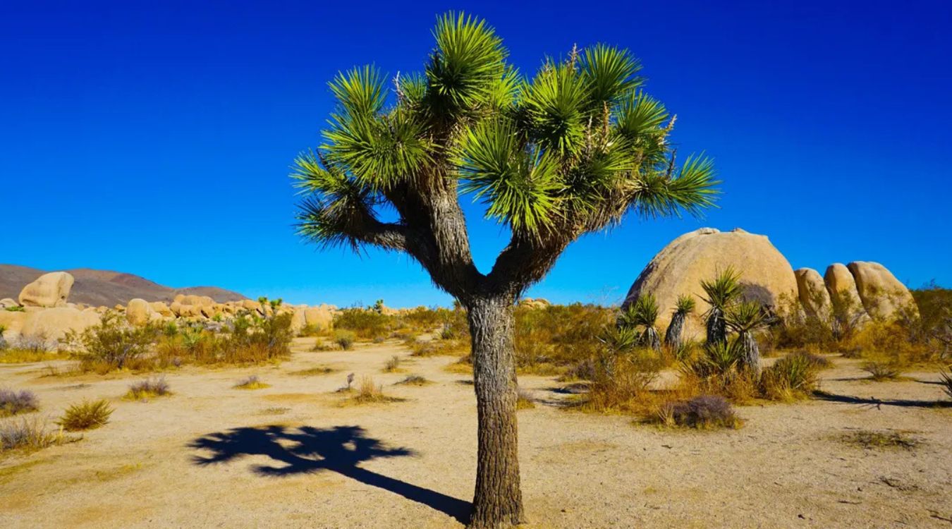 Curious-Twists-Of-California8217s-Mojave-Joshua-Trees curious-twists-of-californias-mojave-joshua-trees