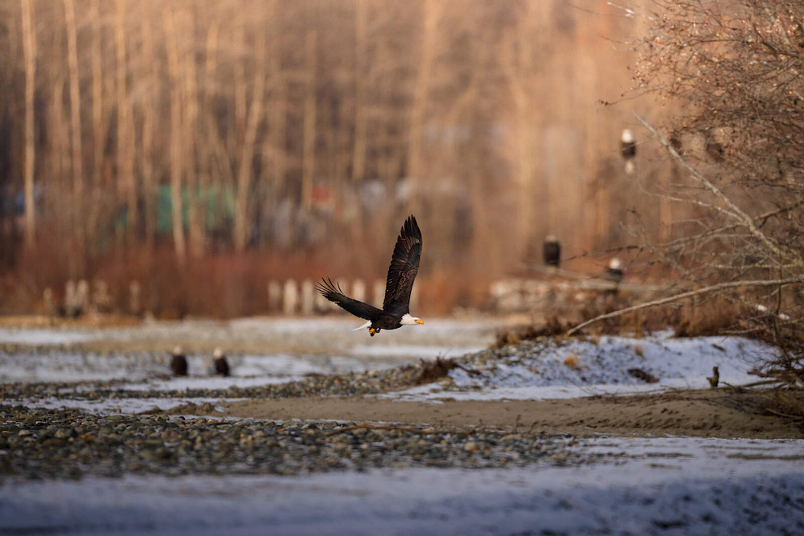 Eagle-Watching-Secrets-In-Alaska8217s-Chilkat-Bald-Eagle-Preserve eagle-watching-secrets-in-alaskas-chilkat-bald-eagle-preserve