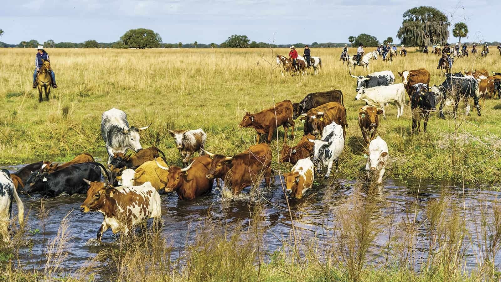 floridas-hidden-cracker-cattle-trails