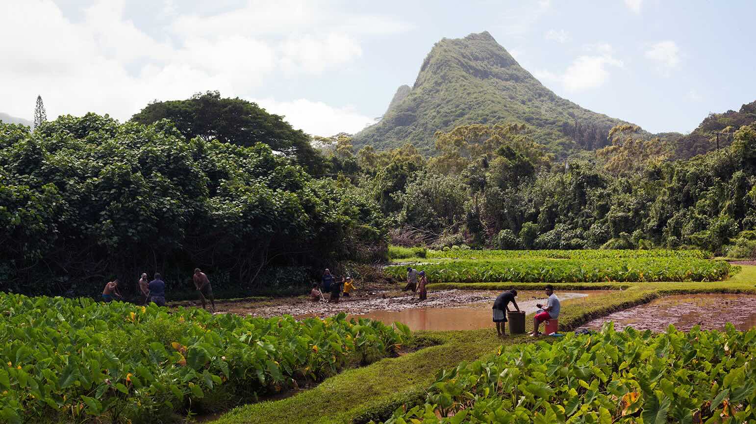 hawaiis-ancient-taro-field-engineering-secrets