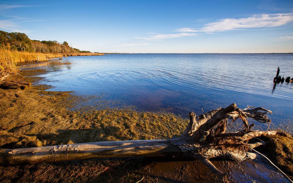 hidden-coastal-dune-forests-of-nags-head-woods