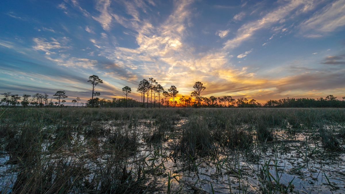 Hidden-Cypress-Domes-Of-Florida8217s-Big-Cypress-Swamp hidden-cypress-domes-of-floridas-big-cypress-swamp