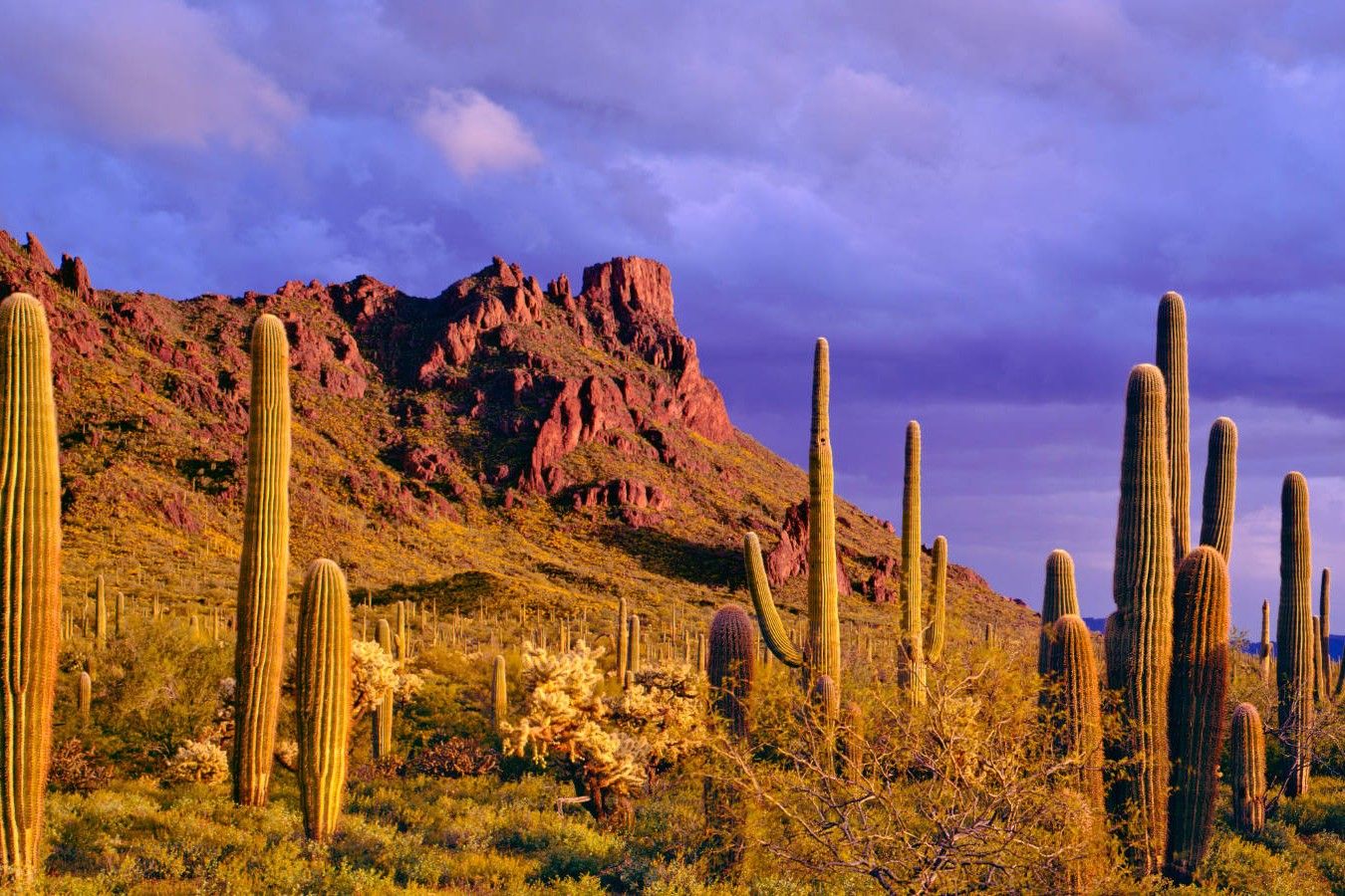 Hidden-Desert-Oases-In-Arizona8217s-Organ-Pipe hidden-desert-oases-in-arizonas-organ-pipe