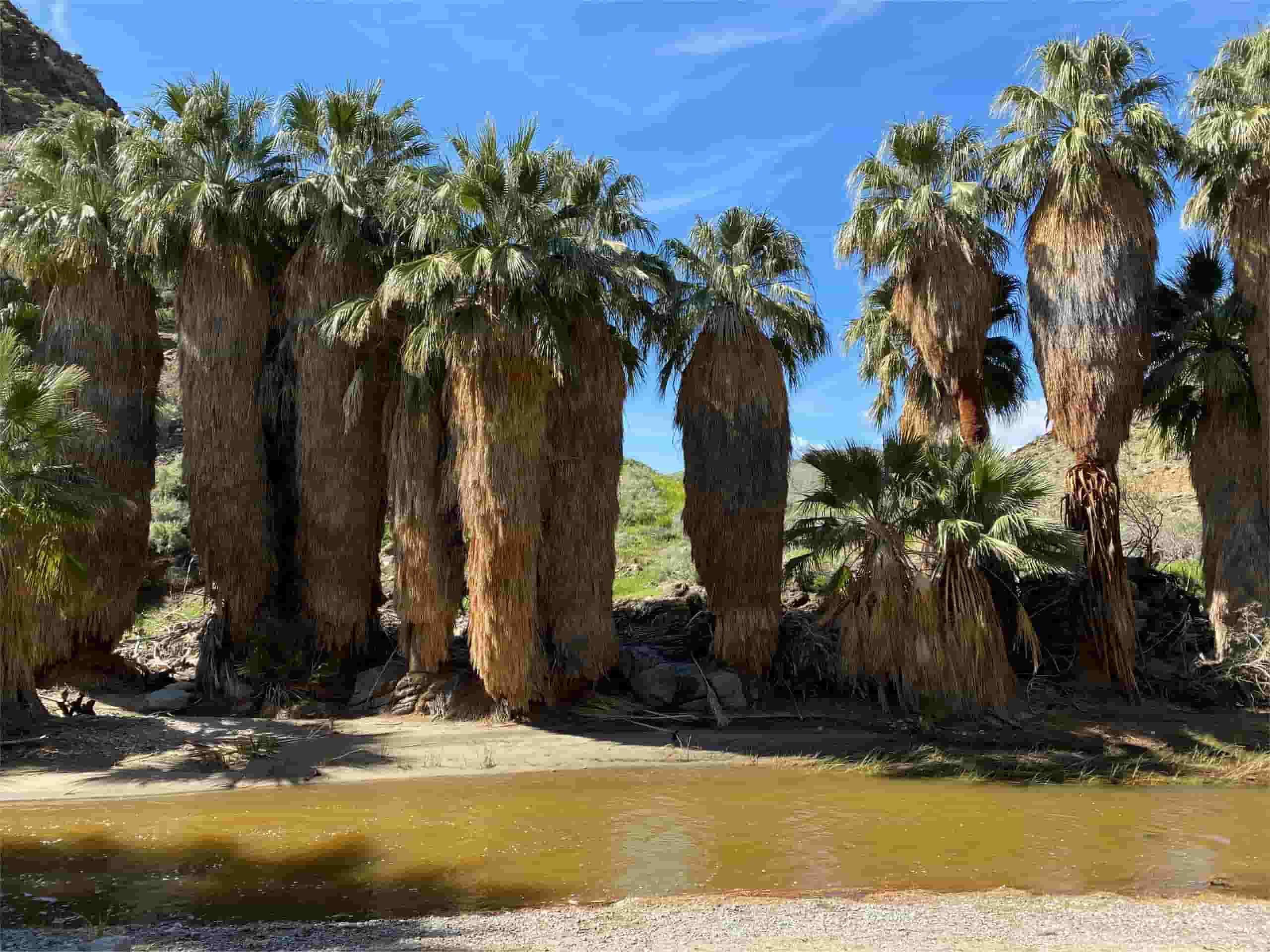Hidden-Desert-Oases-Of-Palm-Springs hidden-desert-oases-of-palm-springs