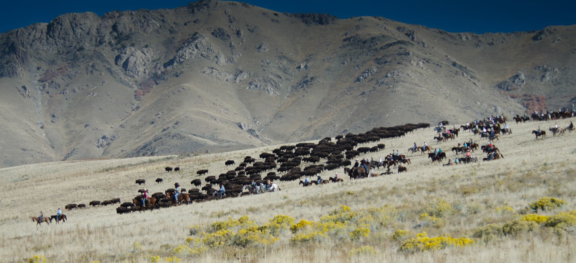 hidden-facts-about-utahs-antelope-island-buffalo-herds