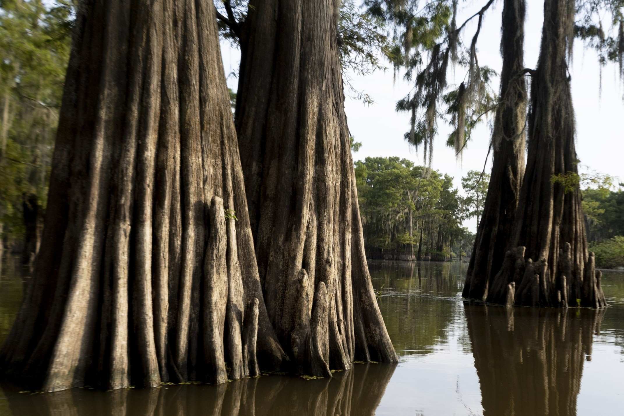 hidden-fishing-camps-of-louisianas-henderson-swamp