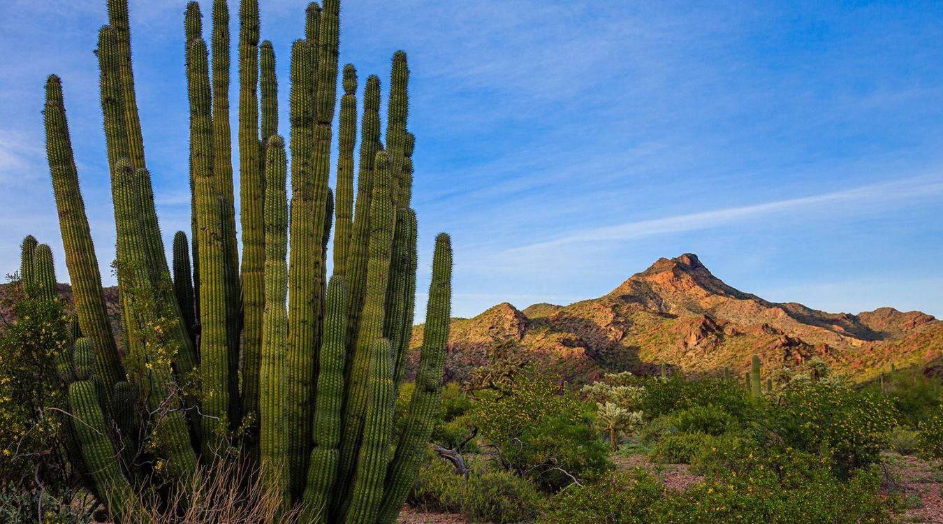 hidden-gems-of-arizonas-organ-pipe-cactus-national-monument-victoria-mine