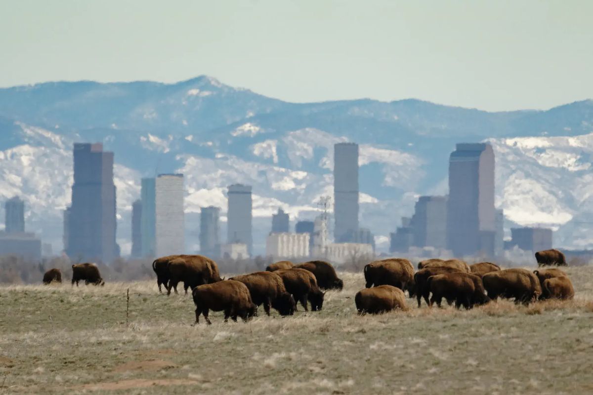 hidden-gems-of-colorados-rocky-mountain-arsenal-wildlife-refuge