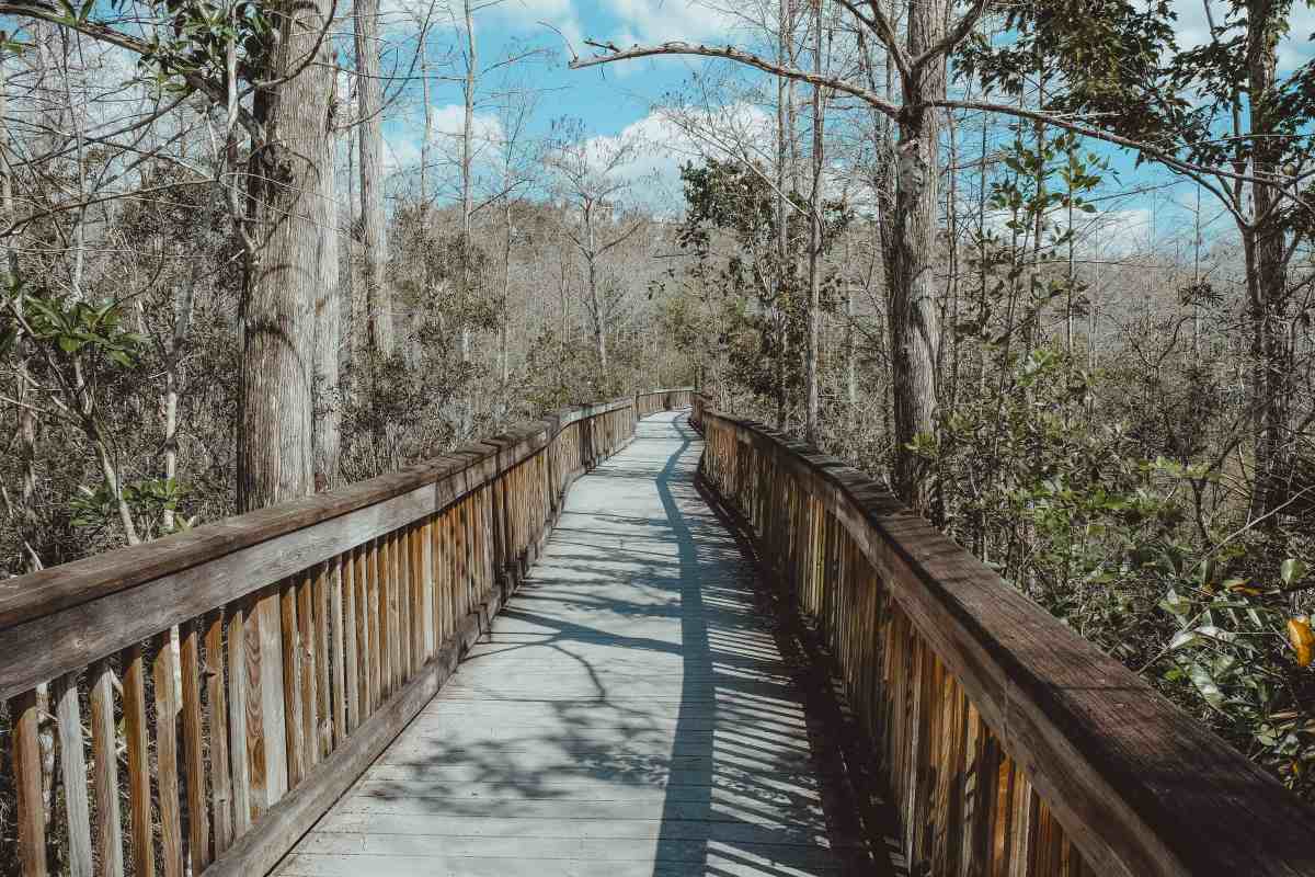 hidden-gems-of-floridas-big-cypress-swamp-paddling-trails
