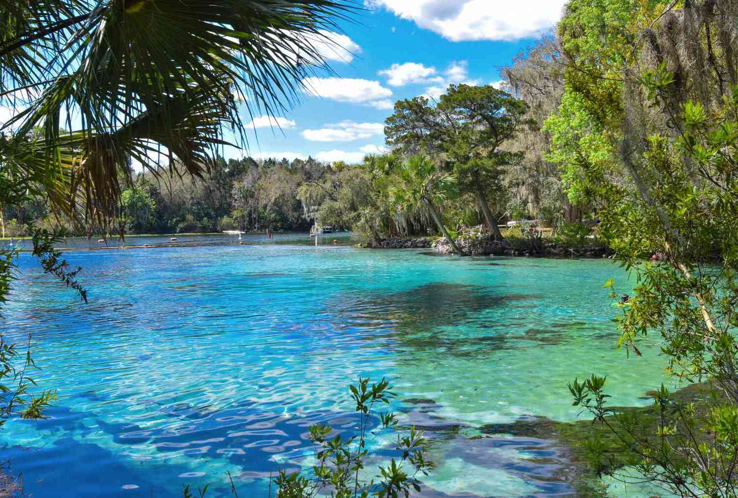 hidden-gems-of-floridas-ocala-national-forest-springs